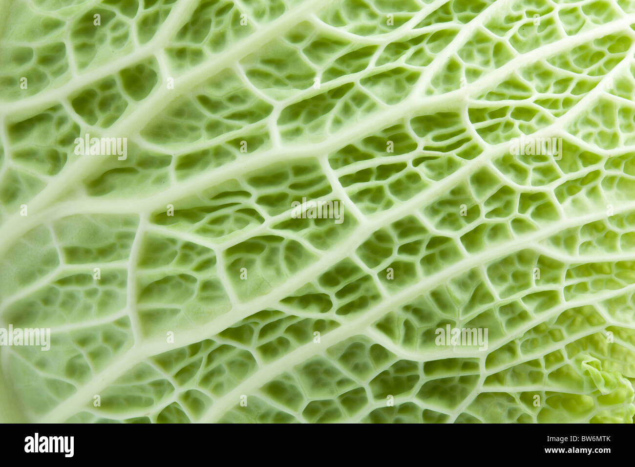 Image texture cabbage leaf Stock Photo