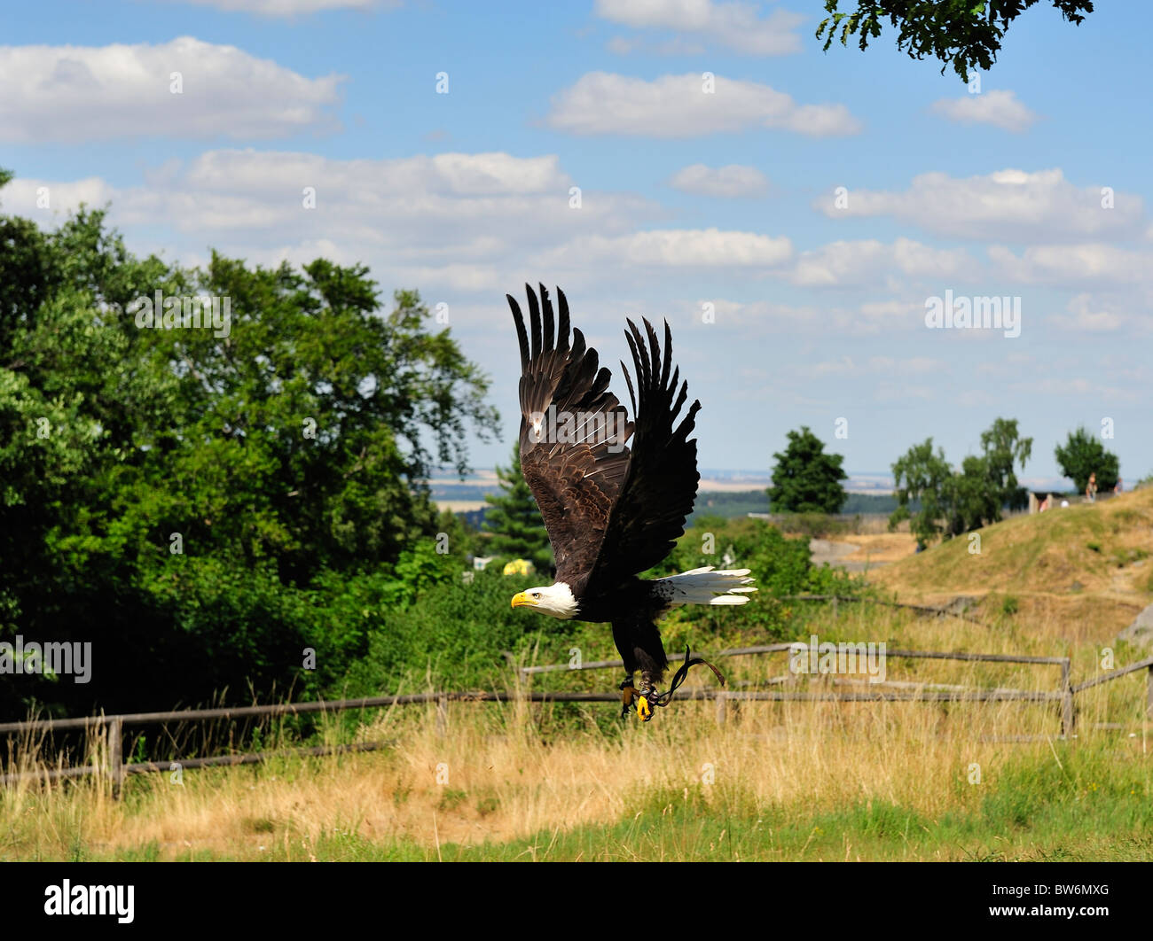 Bald eagle flying free,wings spread ,Falconry Harz,Burg Regenstein,Saxony Anhalt,Germany. Stock Photo