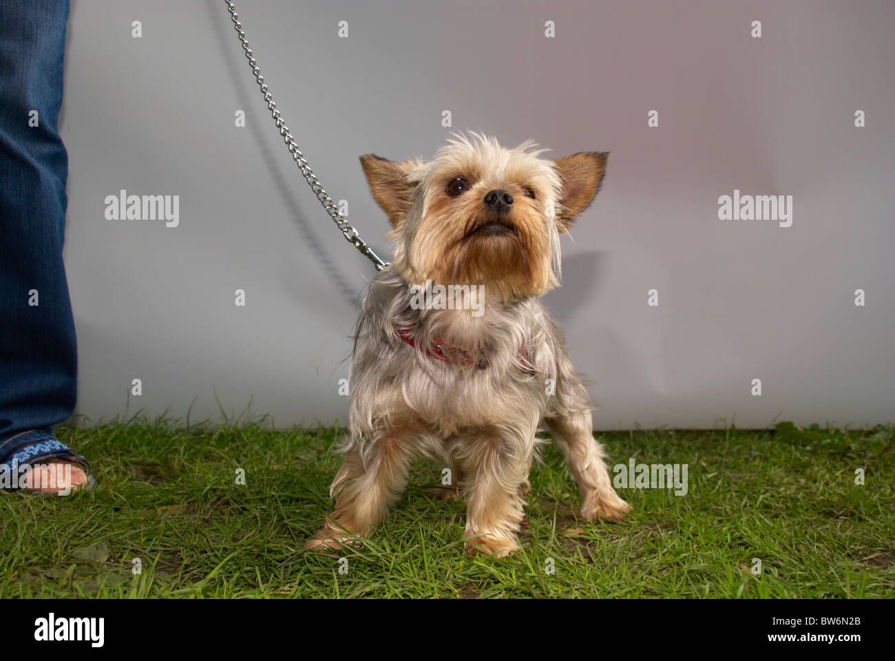 yorkie mutt