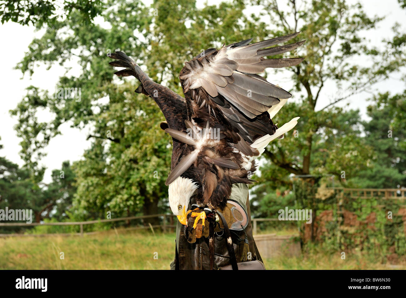 Men carrying a bald eagle on his arm.Bald Eagle,Falconry Harz,Burg Regenstein,Harz Mountains,Saxony Anhalt,Germany. Stock Photo