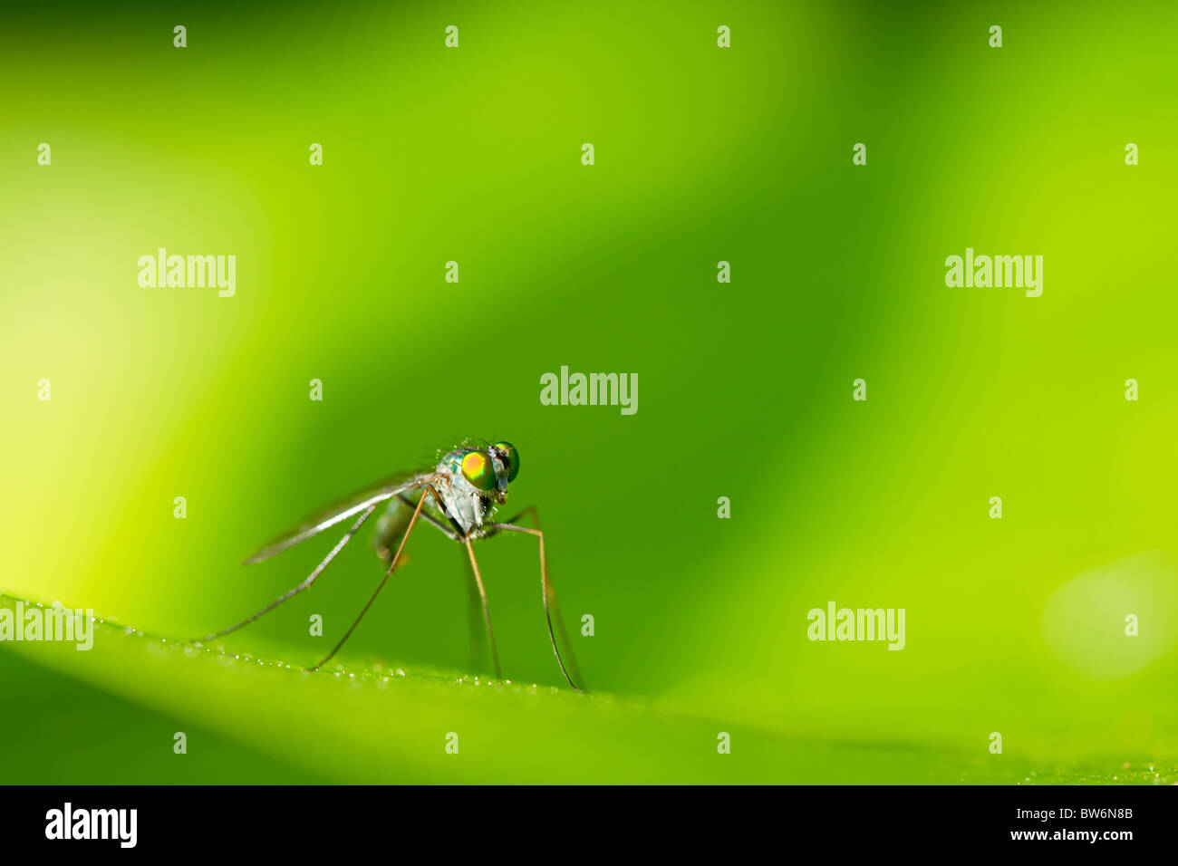 A small fly sits on a green leaf with a green background Stock Photo ...
