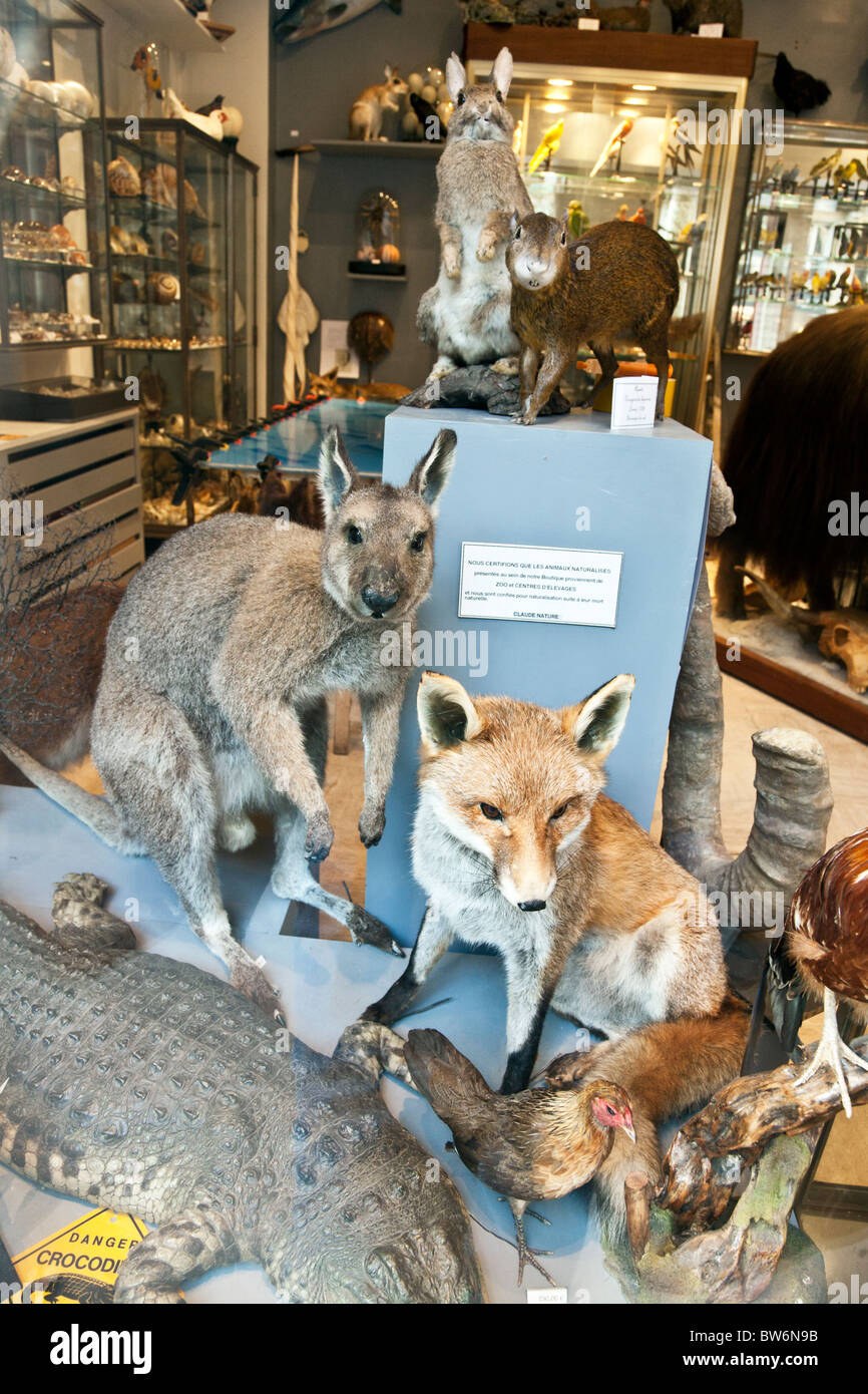 comically jumbled beastiary including kangaroo fox hen crocodile & South American rabbits in window of taxidermy shop Paris Stock Photo