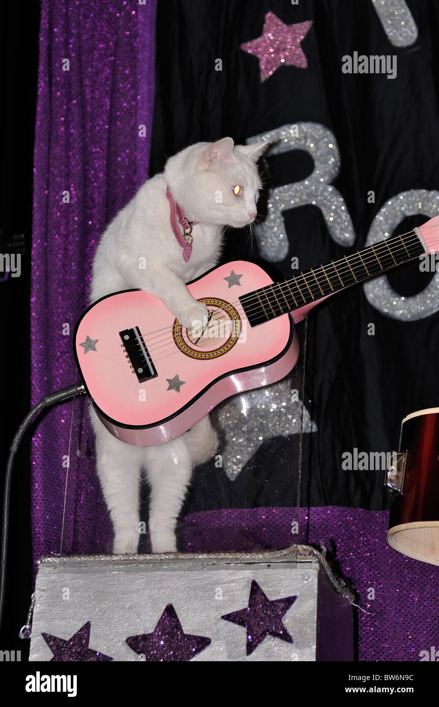 Cat playing guitar show Stock Photo Alamy