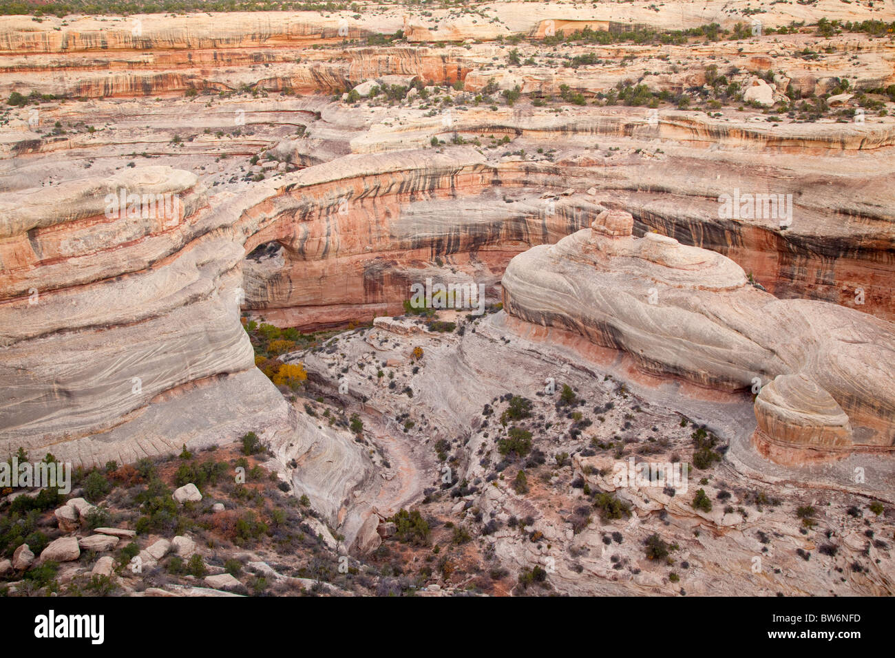 White Canyon, Bridges National Monument, Utah Stock Photo