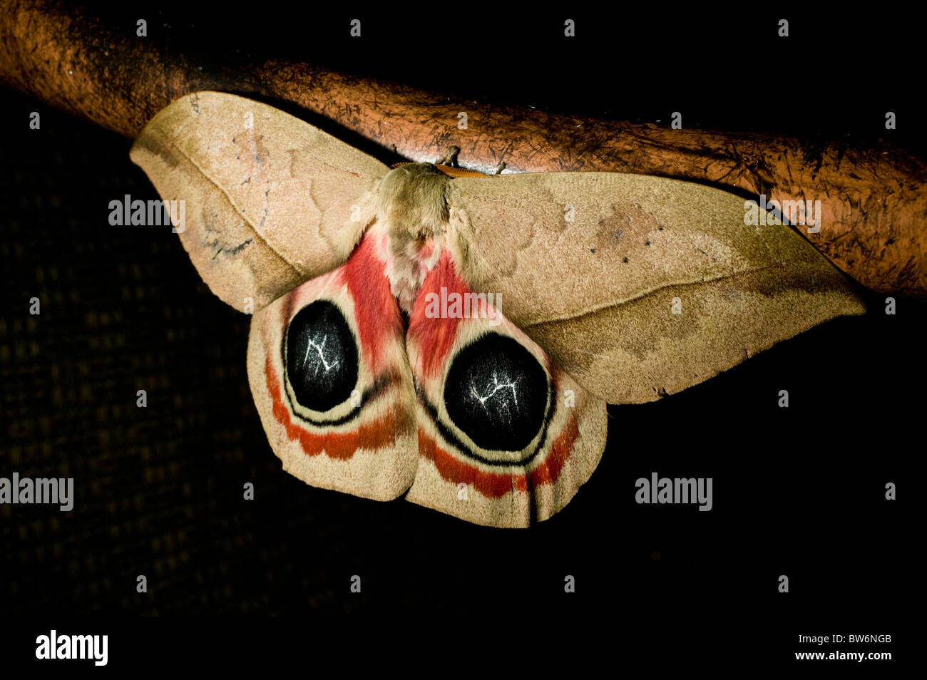 Moth, Costa Rica, Central America Stock Photo