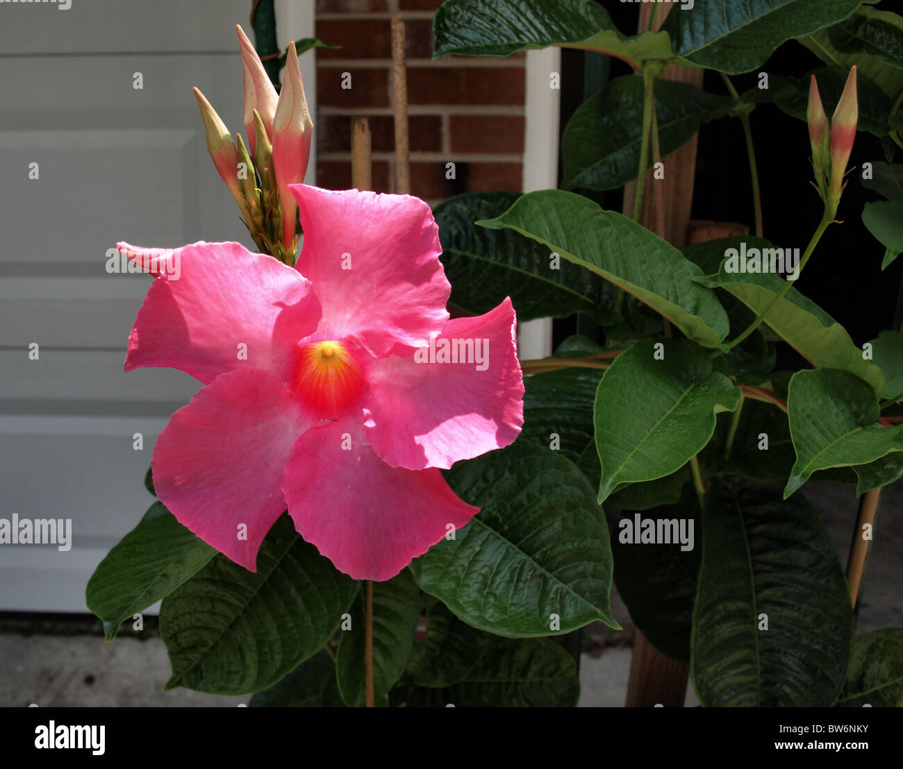 outdoor house plant creeper vine pink flower Mandevilla  'Alice Dupont' climbing green leaves buds Stock Photo