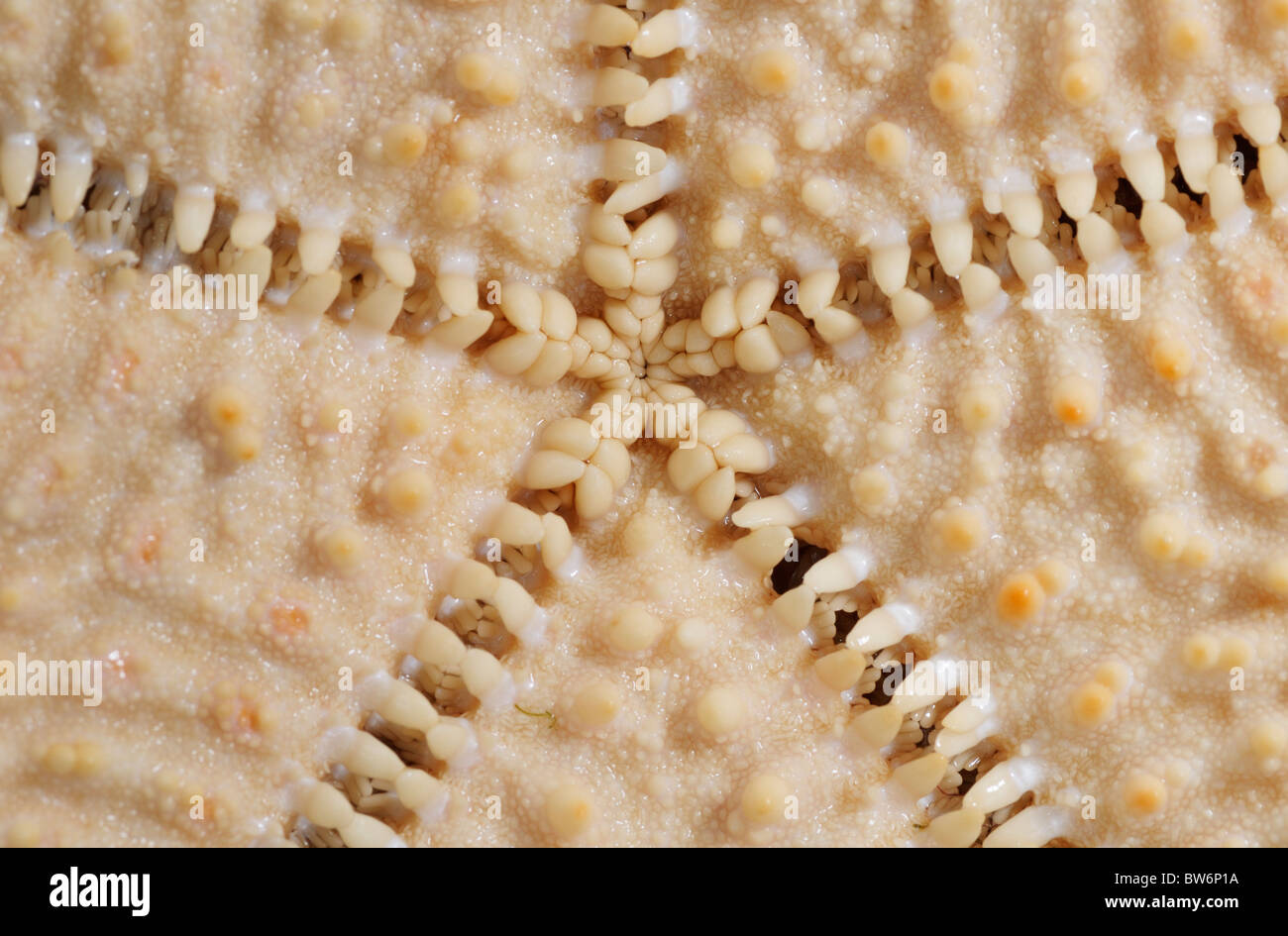 Underside (oral surface) of a sea star (red cushion star, Oreaster reticulatis) showing tube feet and radial symmetry Stock Photo