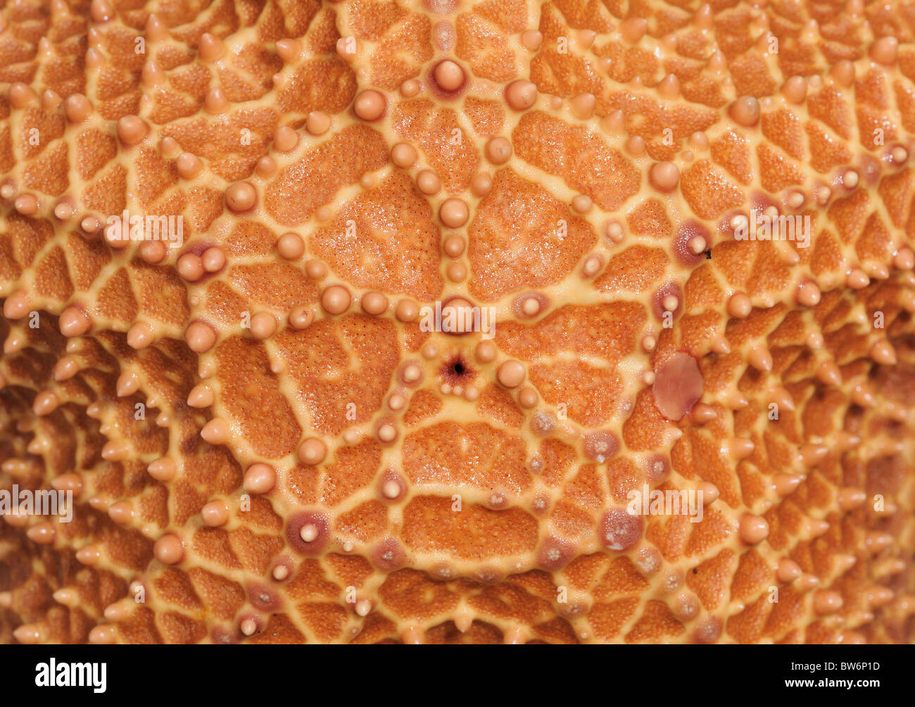 Upperside (aboral or dorsal surface) of a sea star (red cushion star, Oreaster reticulatis) showing the madreporite and spines. Stock Photo