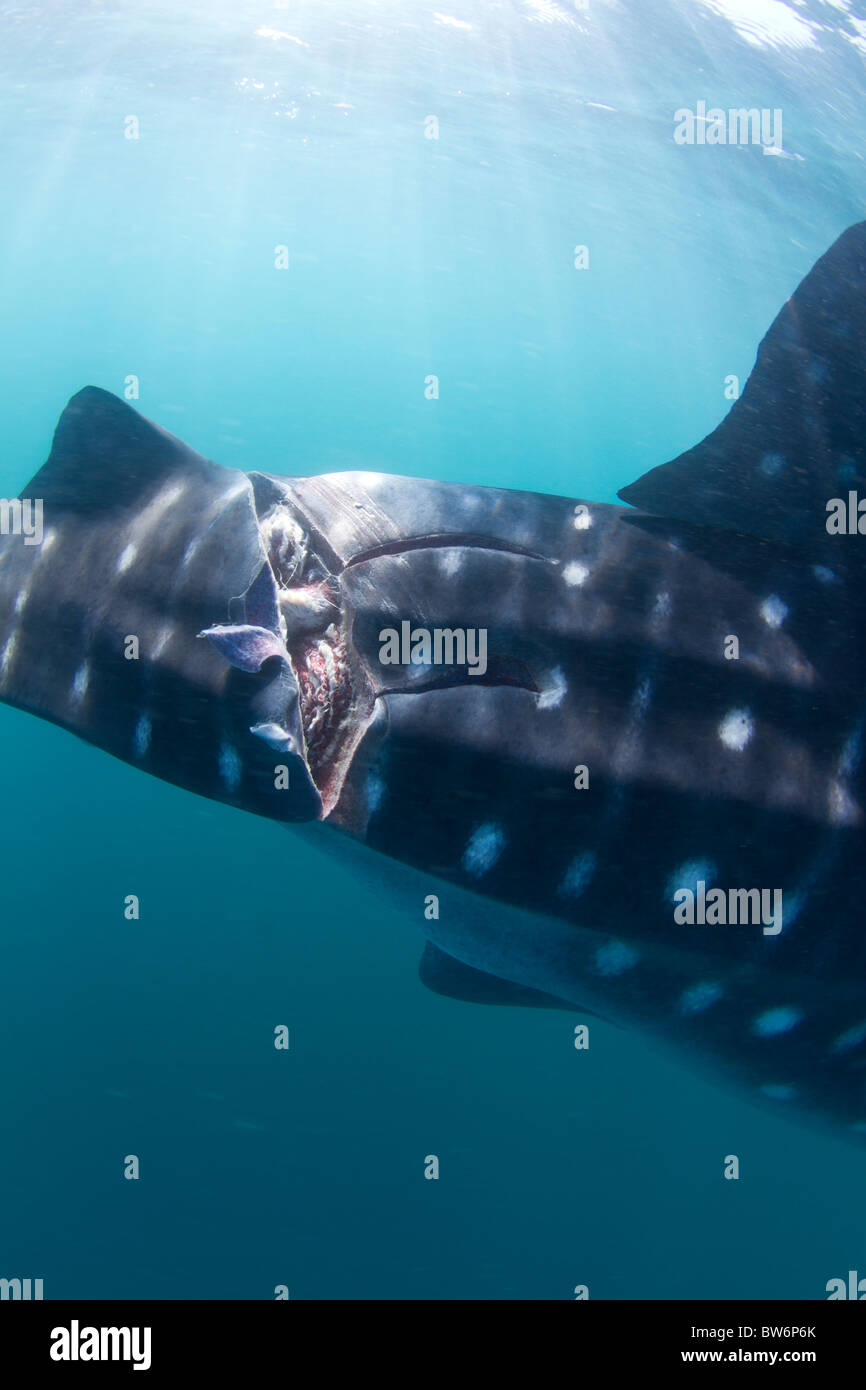 Wounded Whale Shark Stock Photo