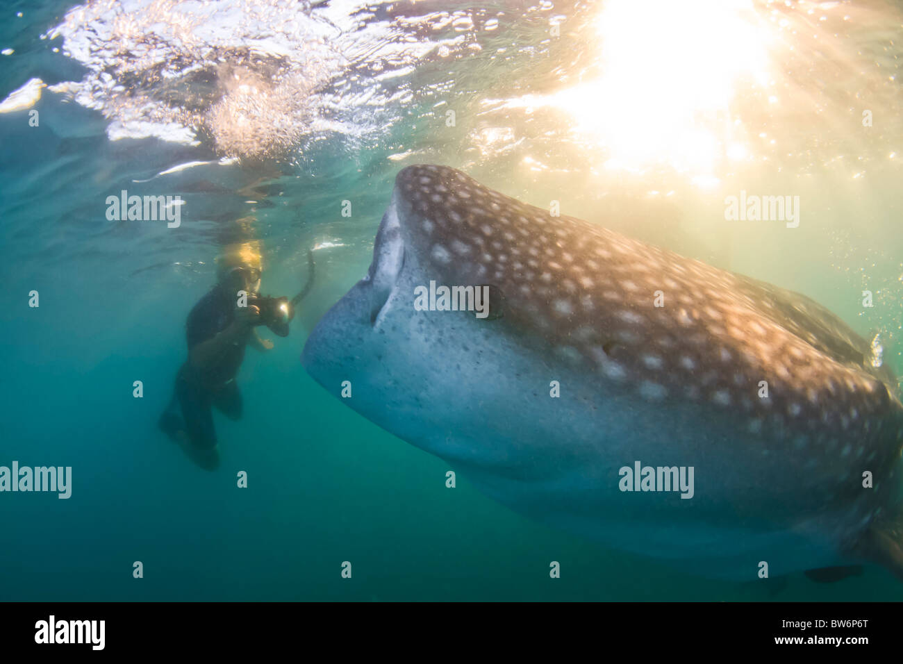 Whale Shark and Photographer Stock Photo