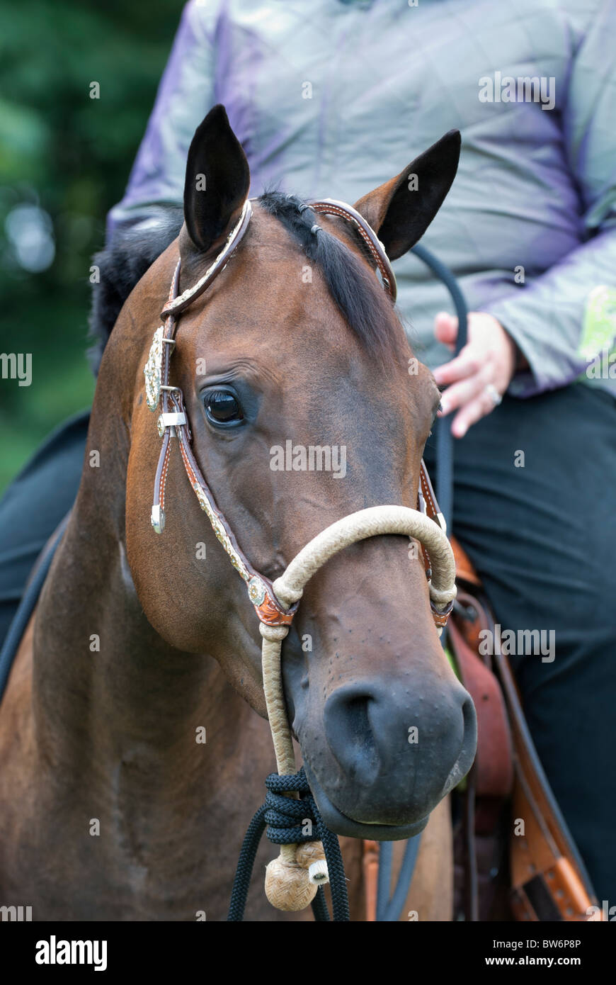 Bitless Bridle High Resolution Stock Photography and Images Alamy
