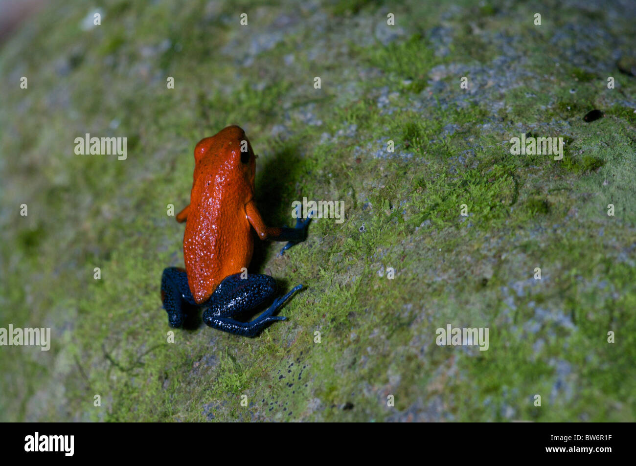 A Strawberry Dart Frog (Oophaga pumilio) on a moss-covered rock in ...