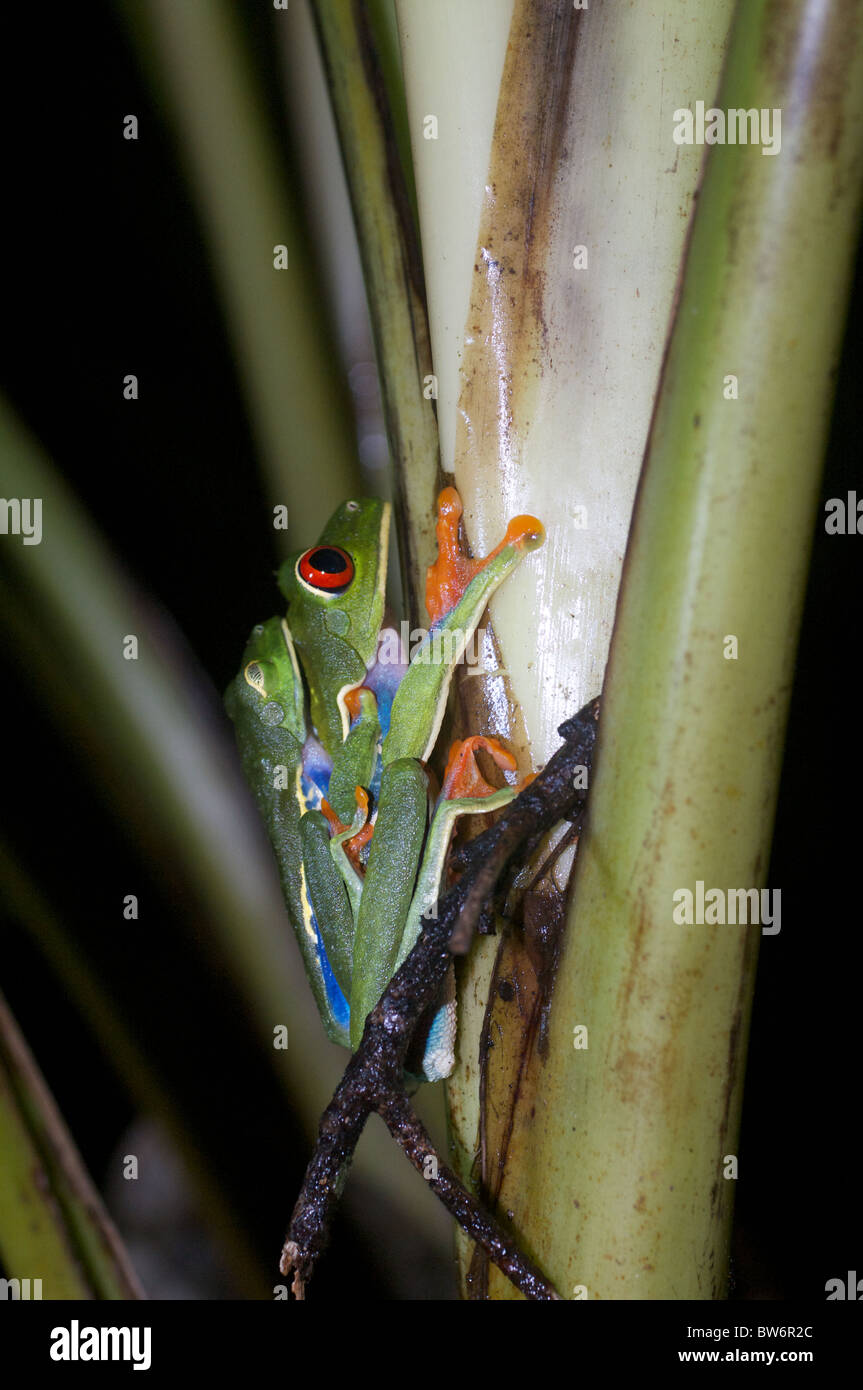 A pair of mating Red-eyed Treefrogs (Agalychnis callidryas) in Alajuela, Costa RIca. Stock Photo