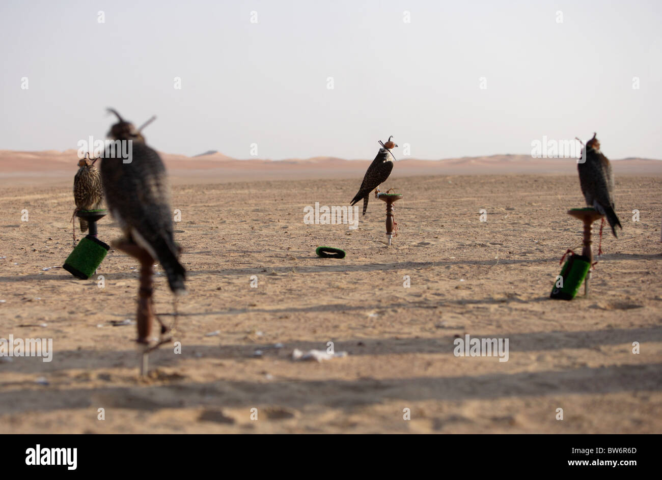 Raptors await to be flown during a falconry meeting in Dubai, UAE. Stock Photo