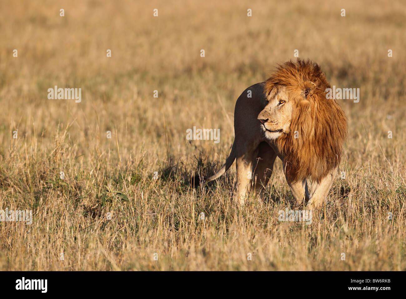 Dominant male lion, Masai Mara - Kenya Stock Photo