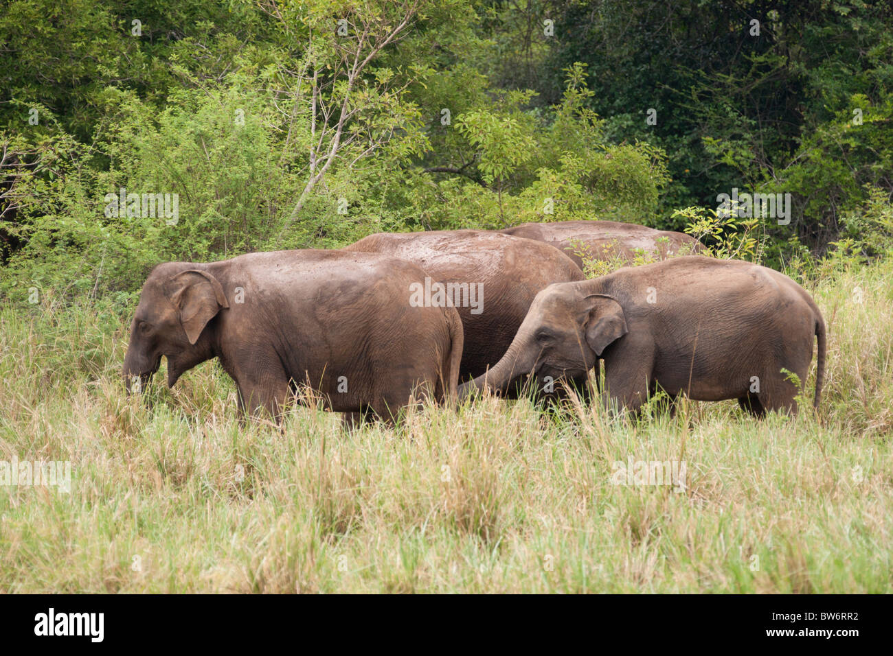 Herd of wild elephants browsing in Minneriya National Park, Sri lanka Stock Photo