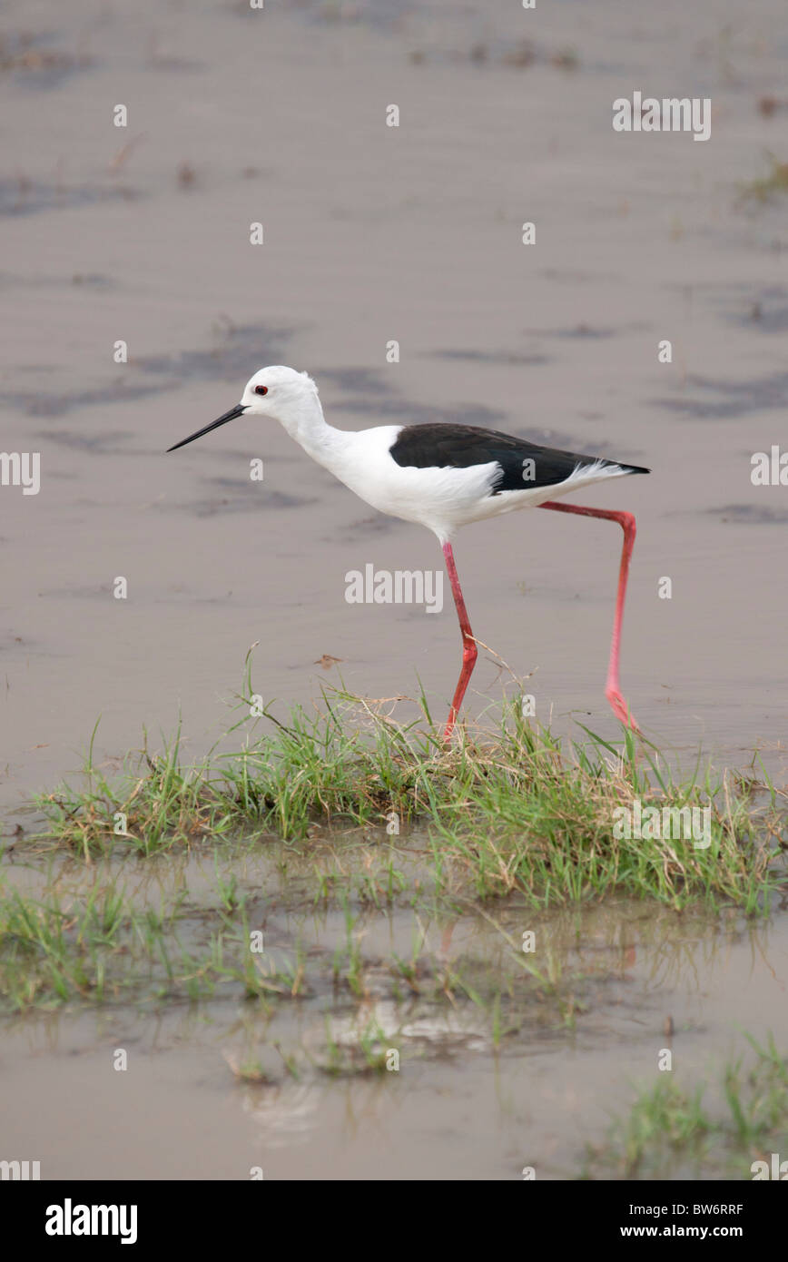 Black and white wading bird Minneriya National Park, Sri Lanka Stock Photo