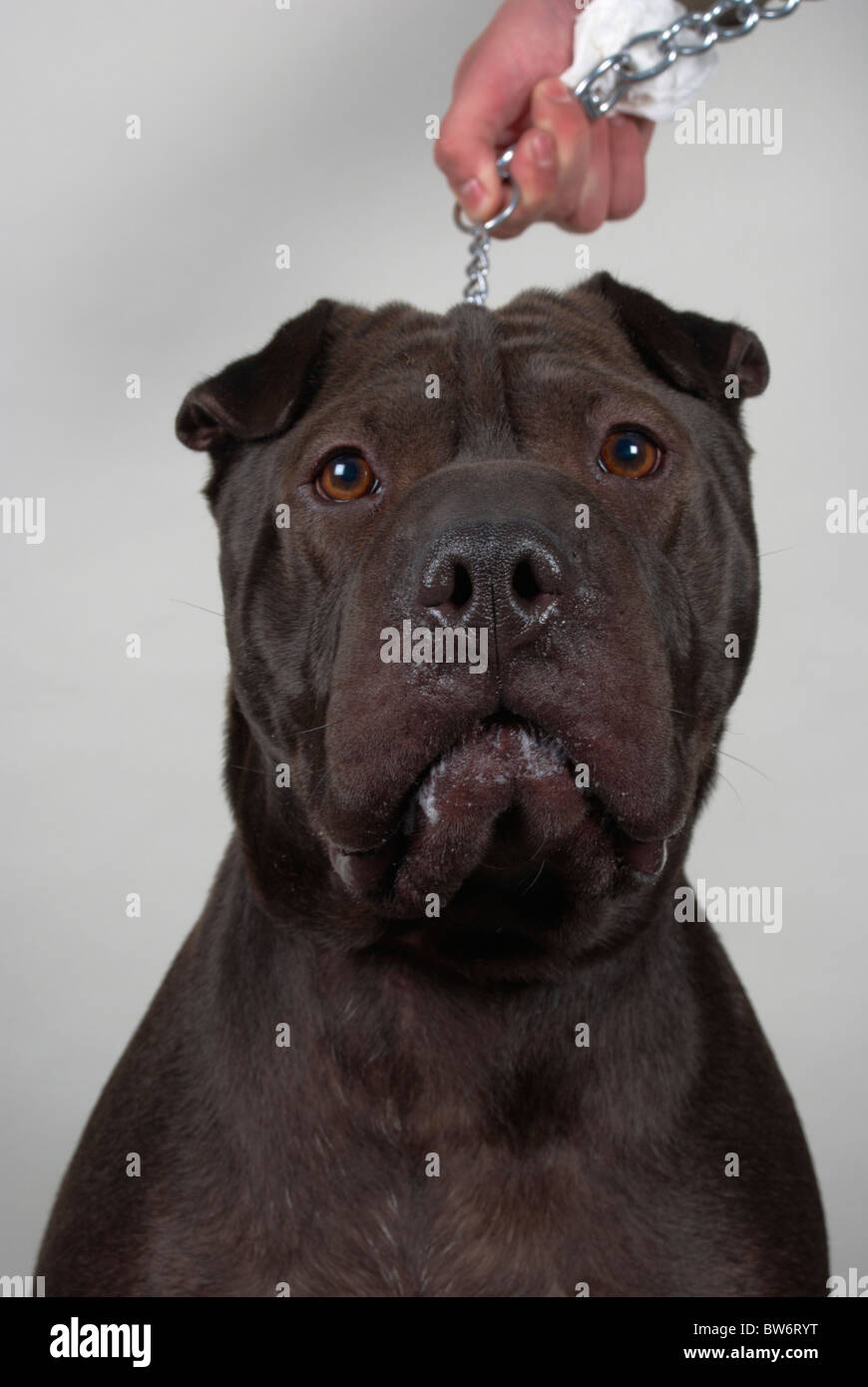 Sharpei american pit bull cross called Harvey Stock Photo - Alamy