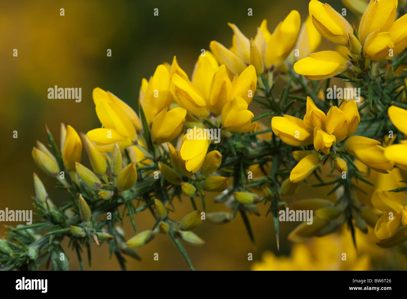 Furze, Common Gorse (Ulex europaeus), flowering twig. Stock Photo