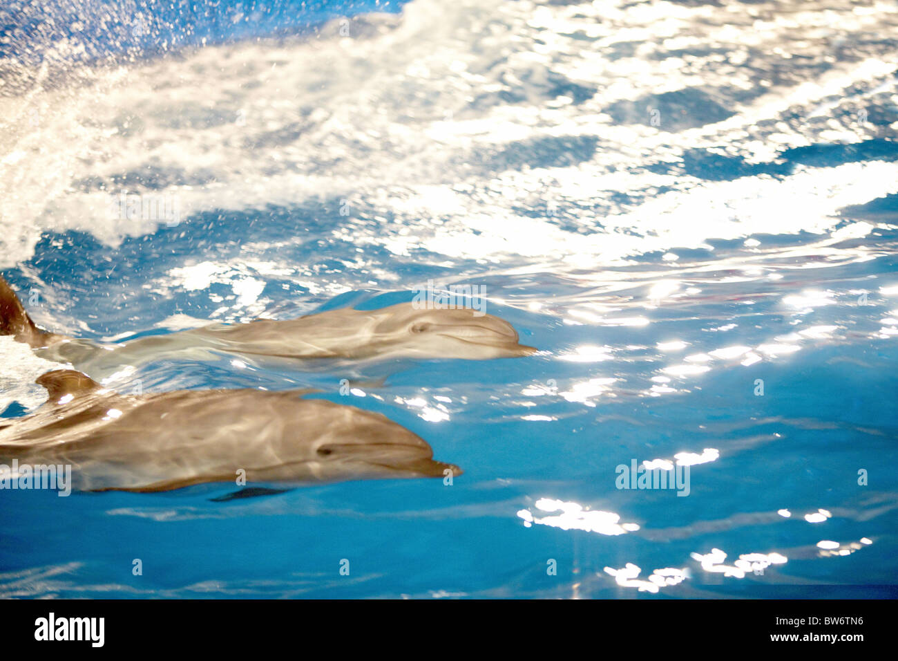 Couple of cute dolphins swimming under water Stock Photo