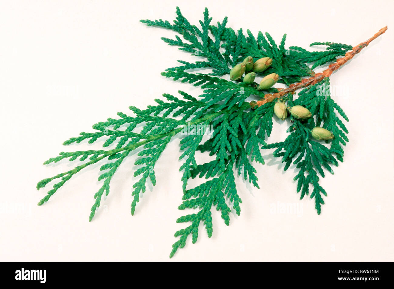 Eastern Arborvitae (Thuja occidentalis), twig with cones, studio picture against a white background Stock Photo