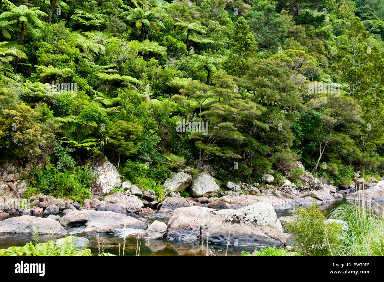 New zealand tree ferns dicksonia hi-res stock photography and images ...