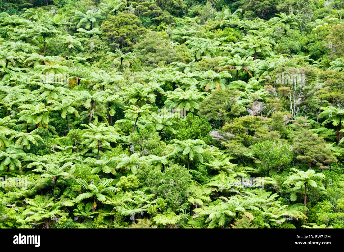 Karangahake Gorge,Tree Ferns,Pongas,FernsKaimai Mamuka Forest Park ...