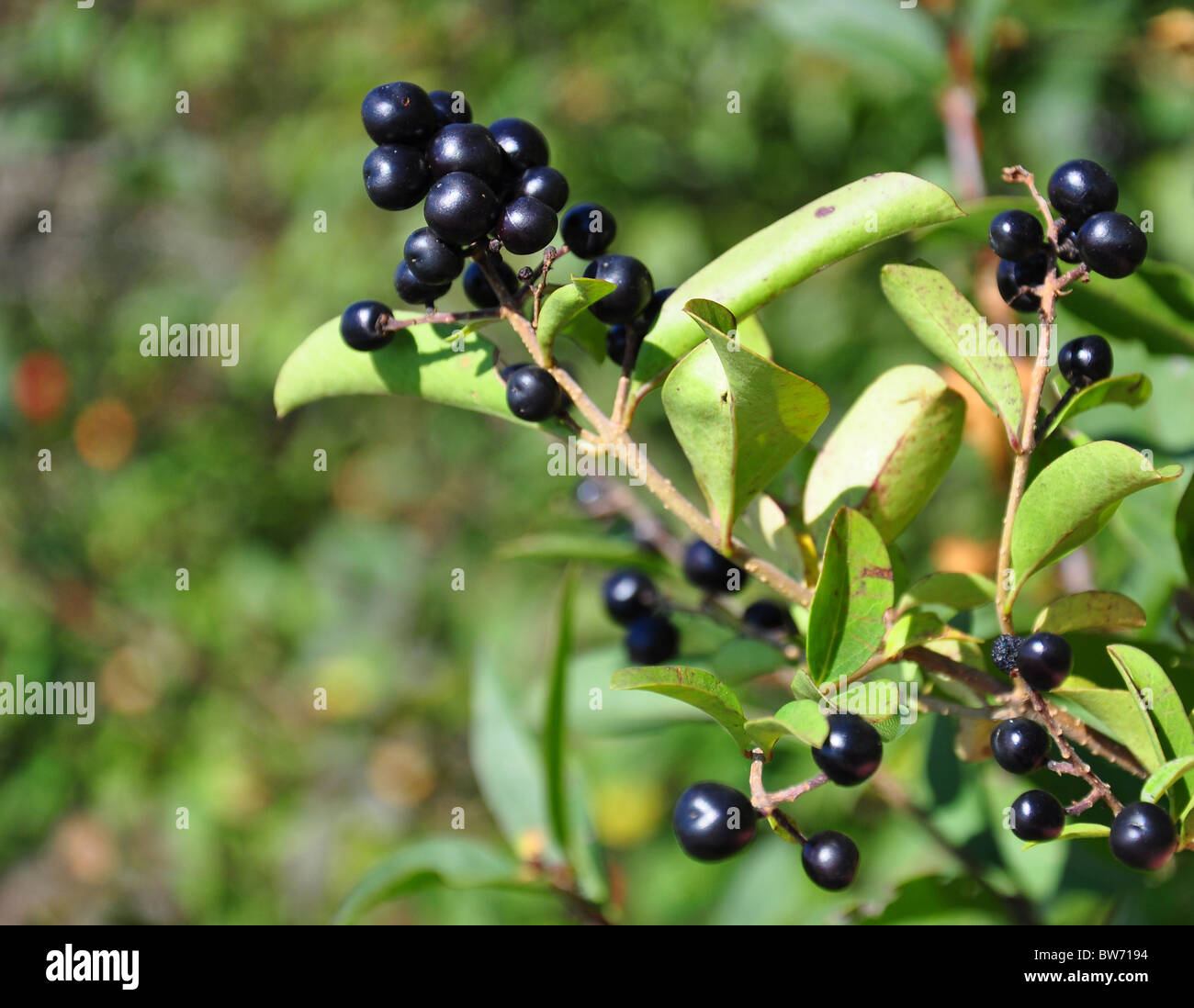 Berries of alder buckthorn (Frangula alnus) Stock Photo