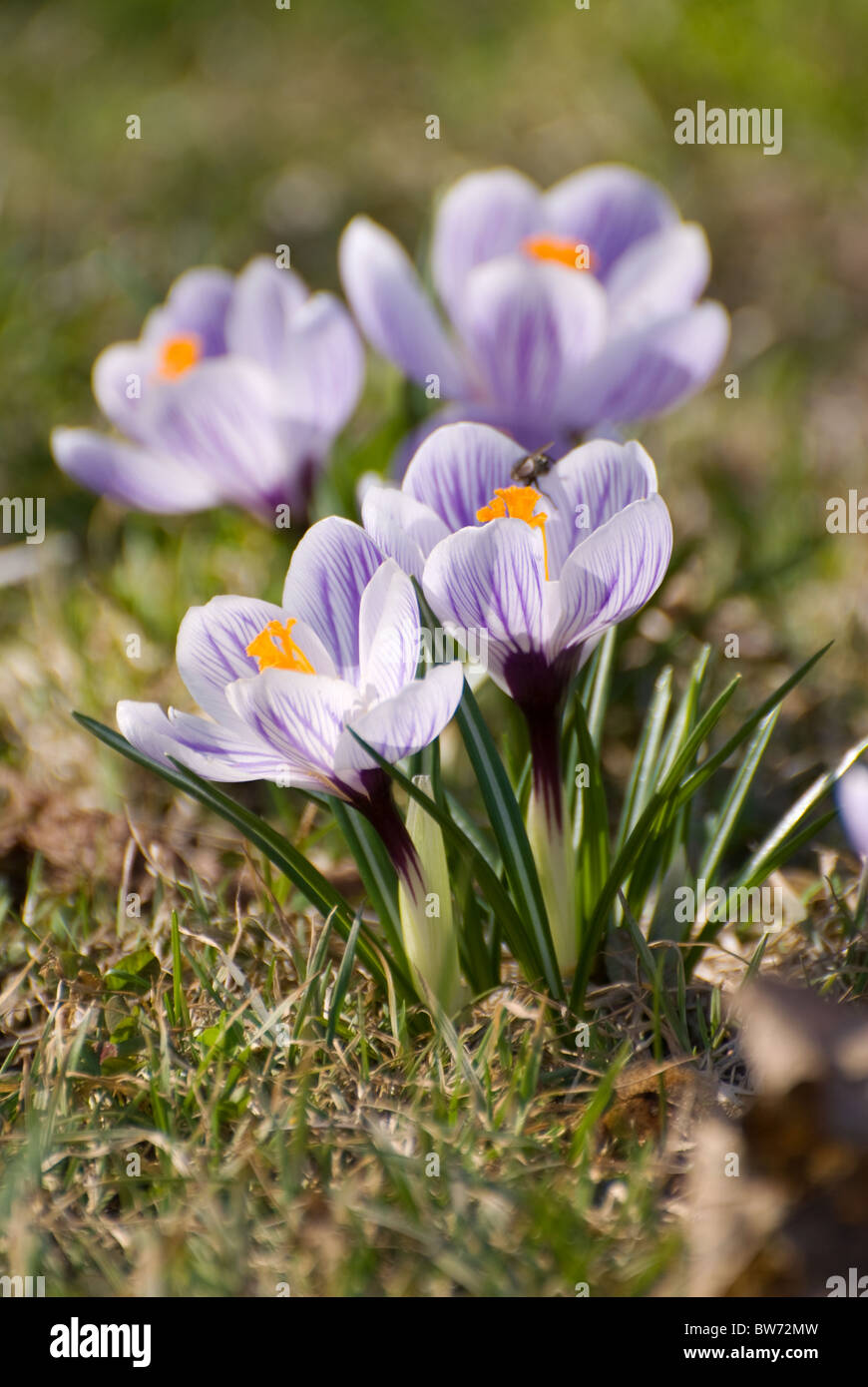 Spring purple crocus name crocuses croci Stock Photo - Alamy
