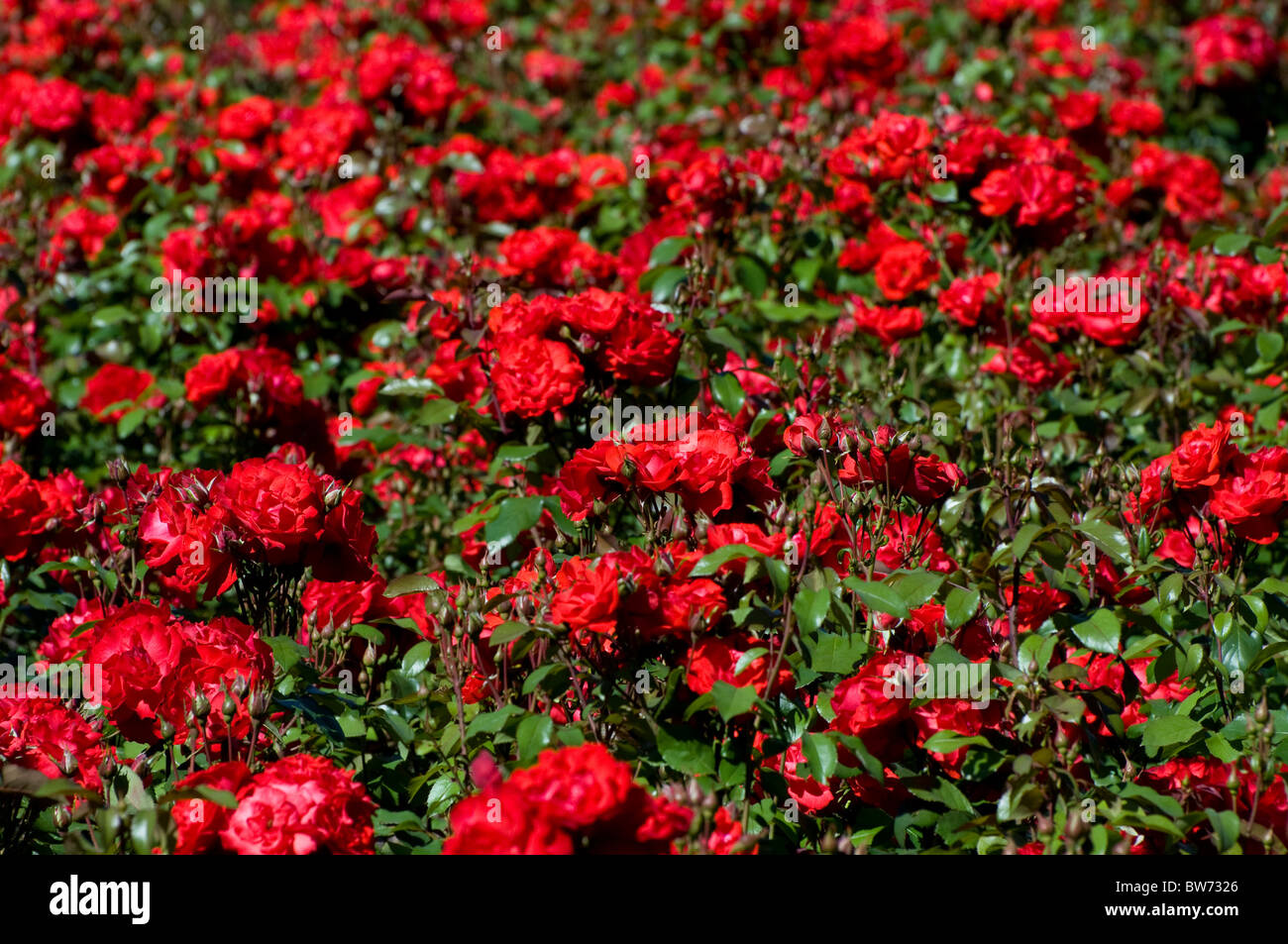 Red roses bunches grow in park Stock Photo - Alamy