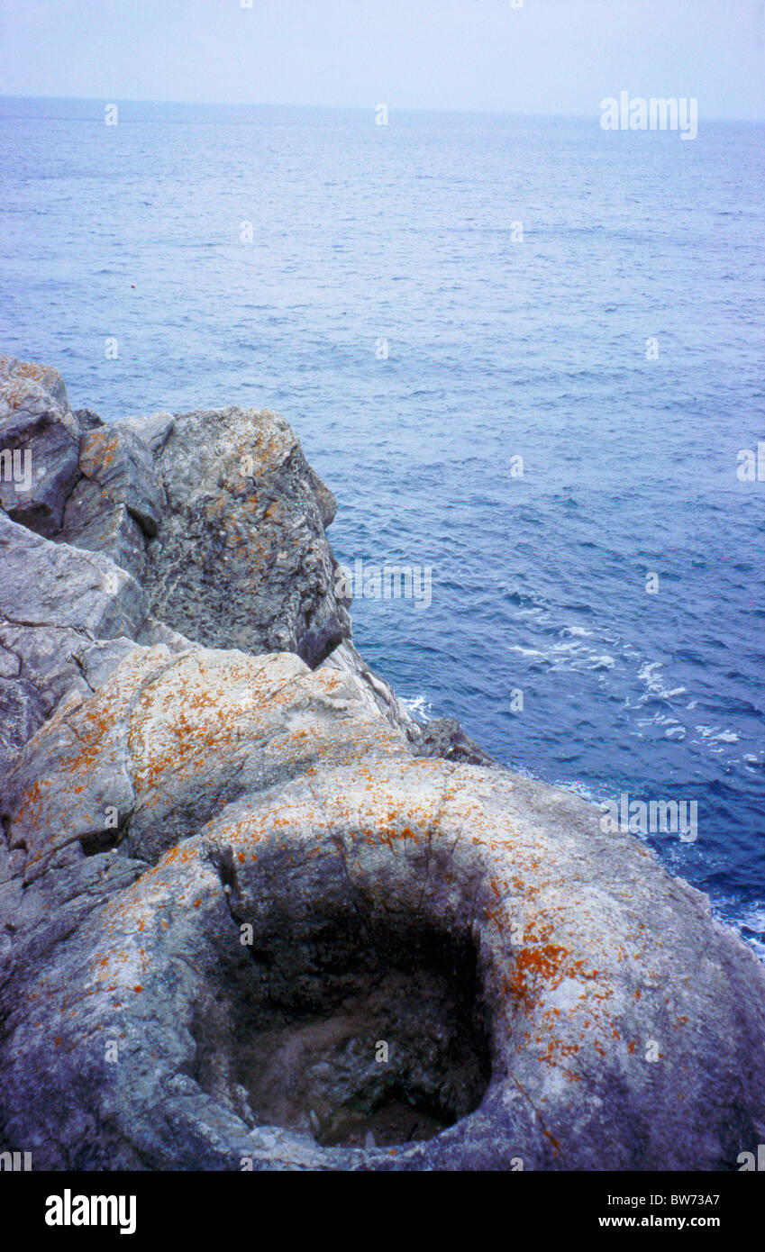 Prehistoric fossilised cycad at the Fossil Forest above Lulworth Cove, Dorset England Stock