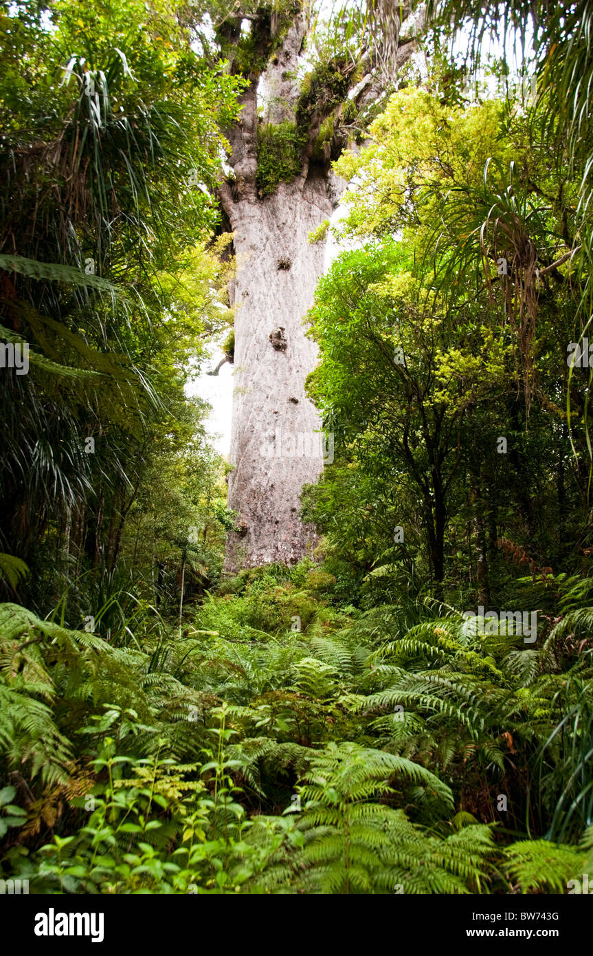 Kauris Trees,Tane Mahuta Tree,Waipoua Forest, North Land Forest Park