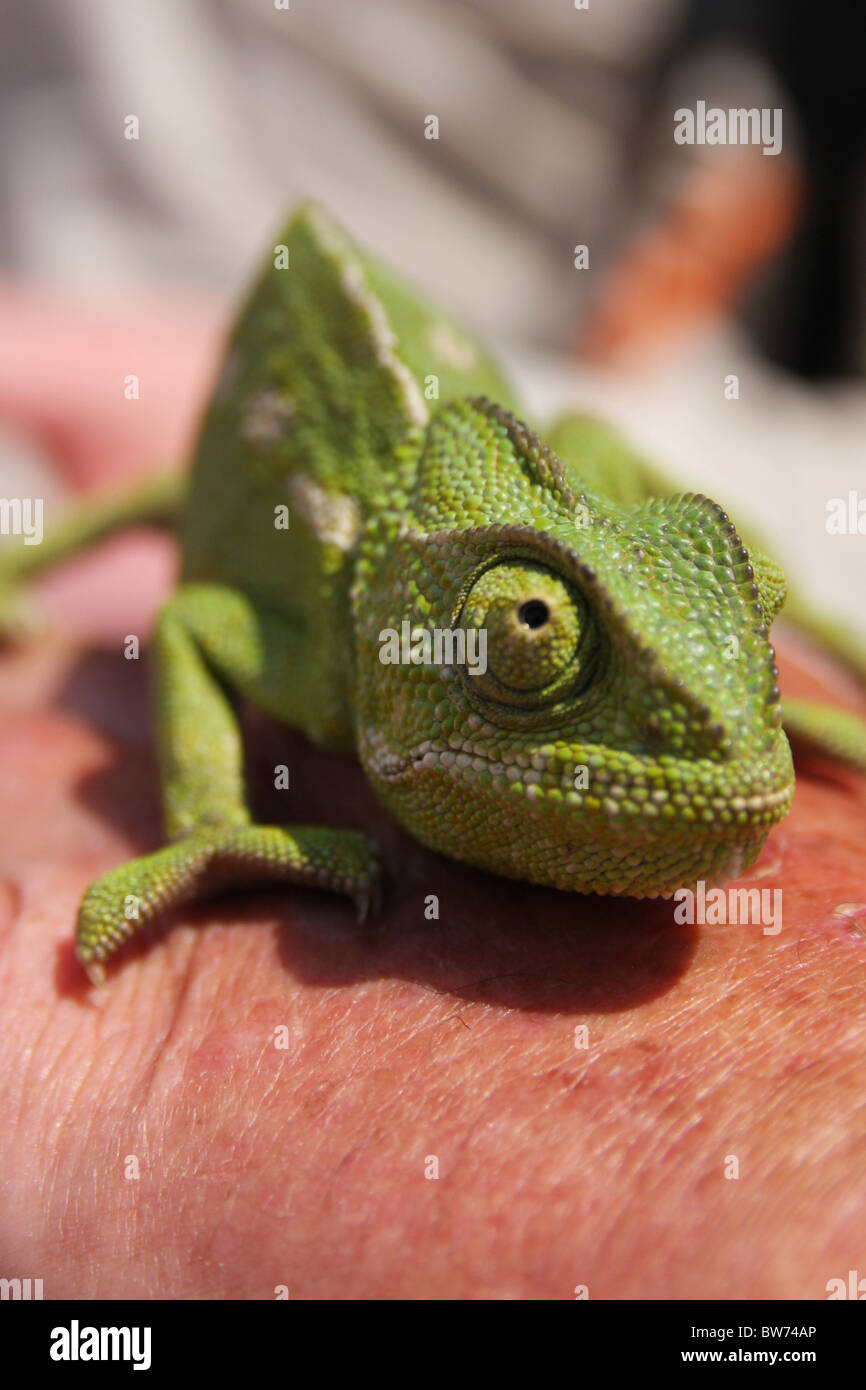 Chameleon lizard Stock Photo