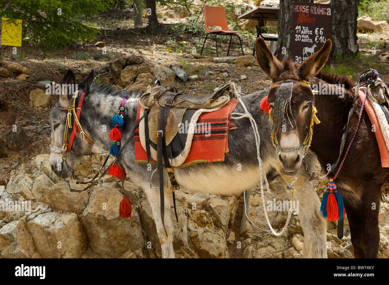 Donkeys, Troodos Mountains, Republic of Cyprus Stock Photo