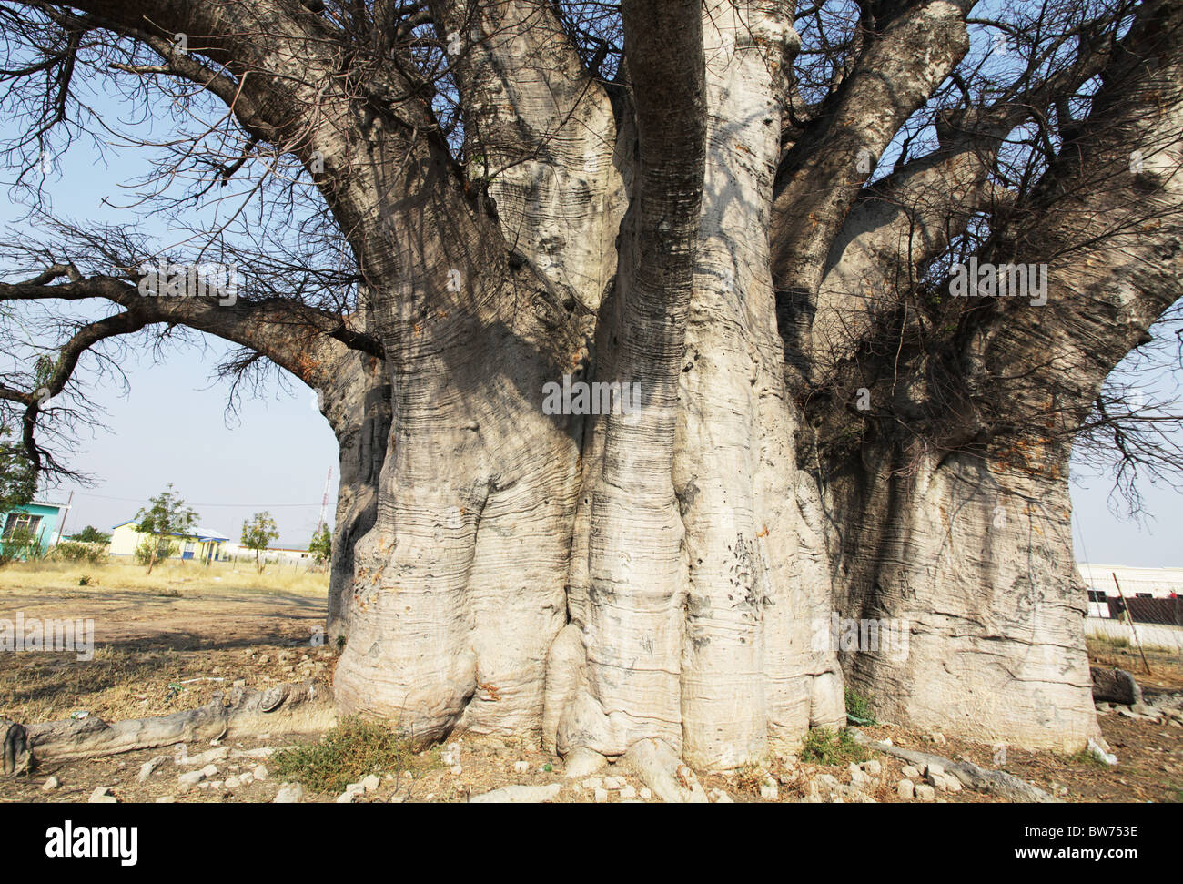 Omukwa Tree, the most biggest baobab in namibia Stock Photo