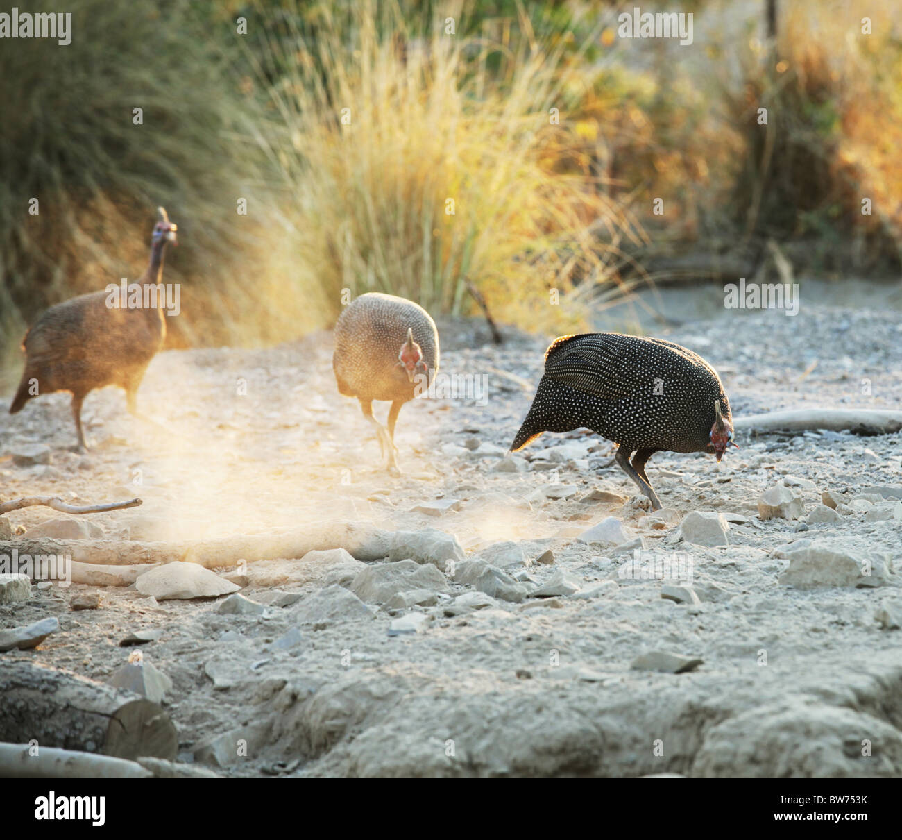 Guinea fowls in Namibia Stock Photo