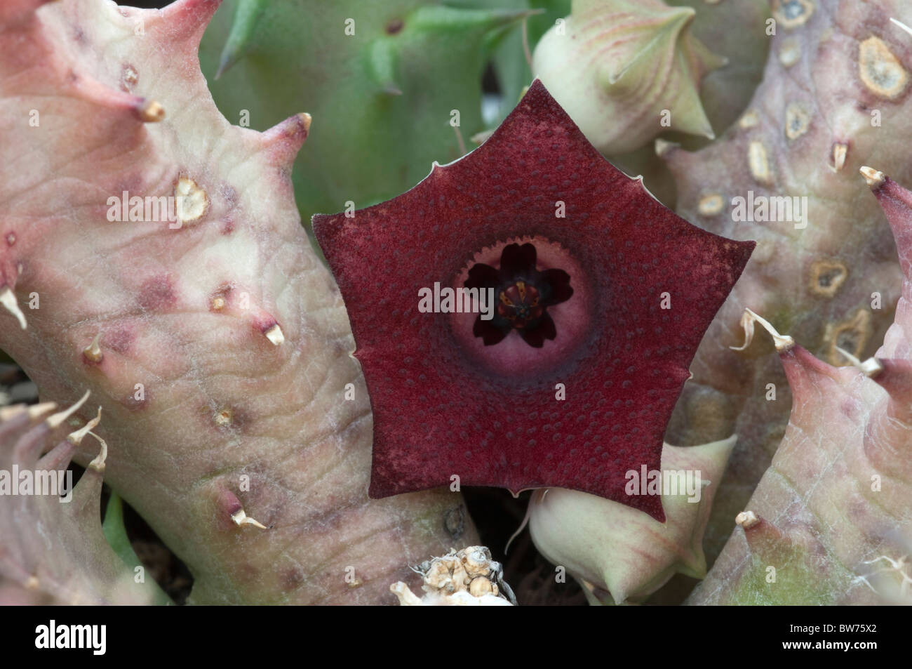 Huernia (Huernia macrocarpa), flowering plant. Stock Photo