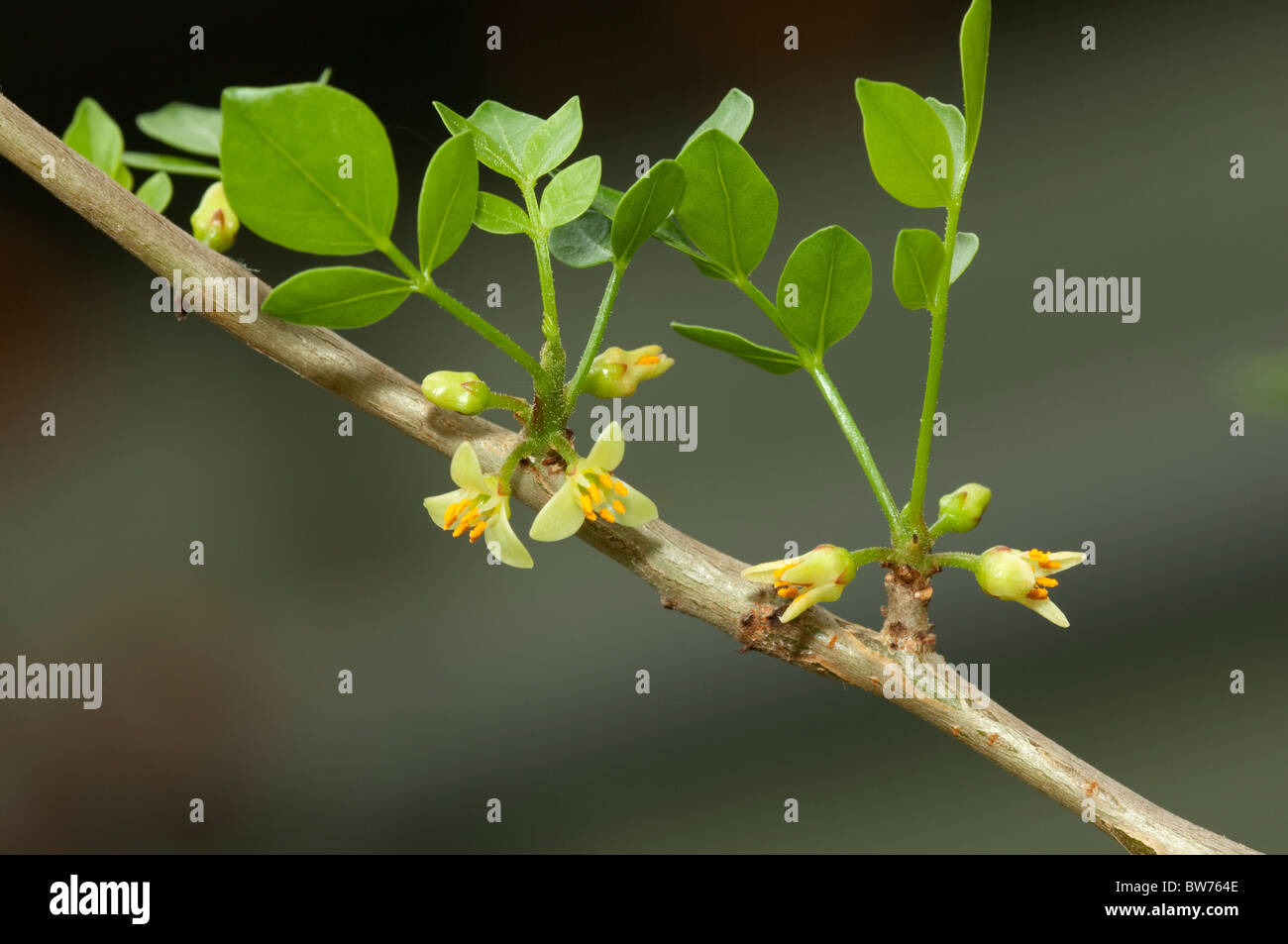 Abyssinian Myrrh Commiphora Abyssinica Commiphora Myrrha Stock Photo Alamy