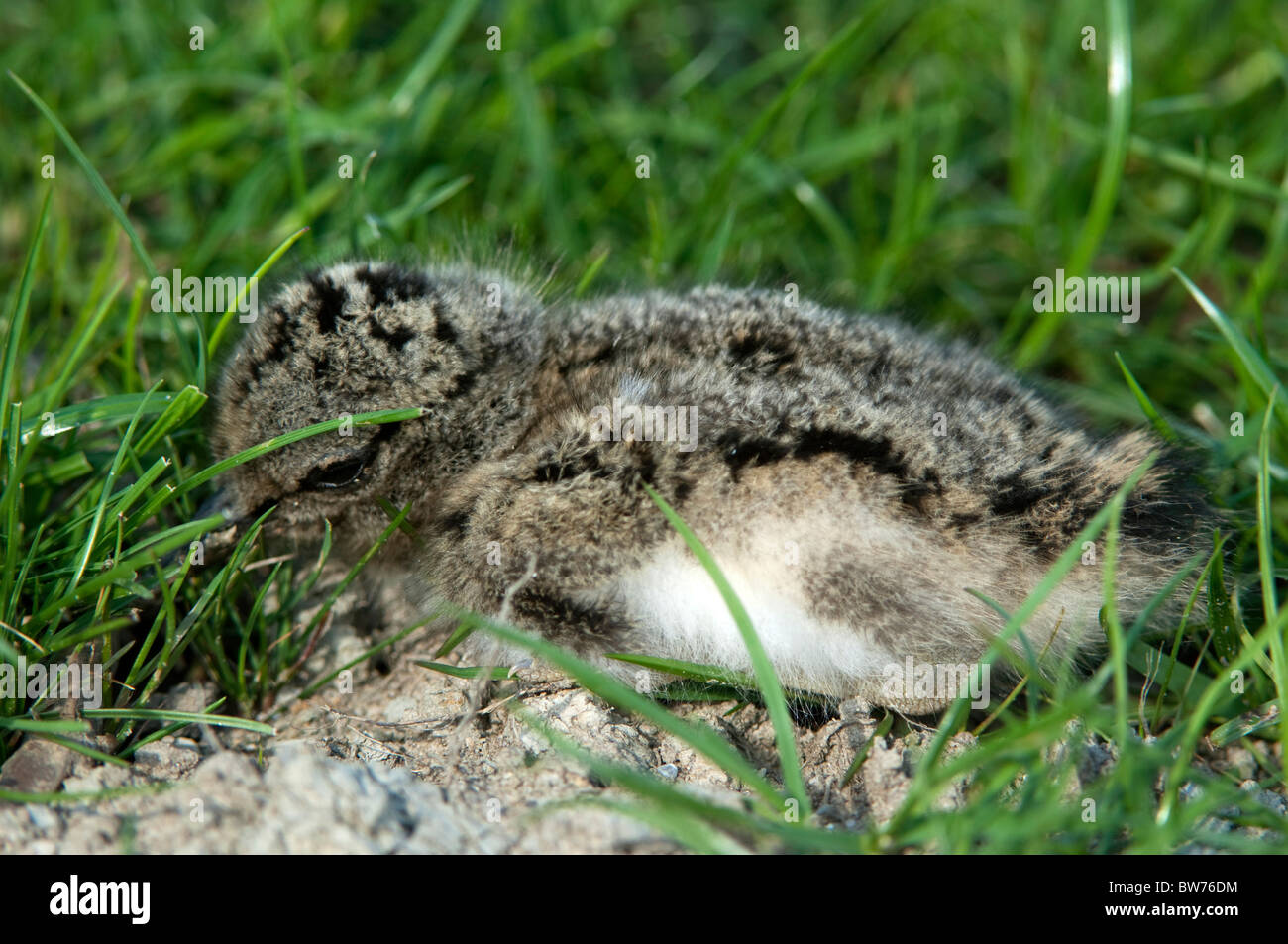Eurasian Oystercatcher (Haematopus ostralegus), chick pressing itself into the vegetation. Stock Photo