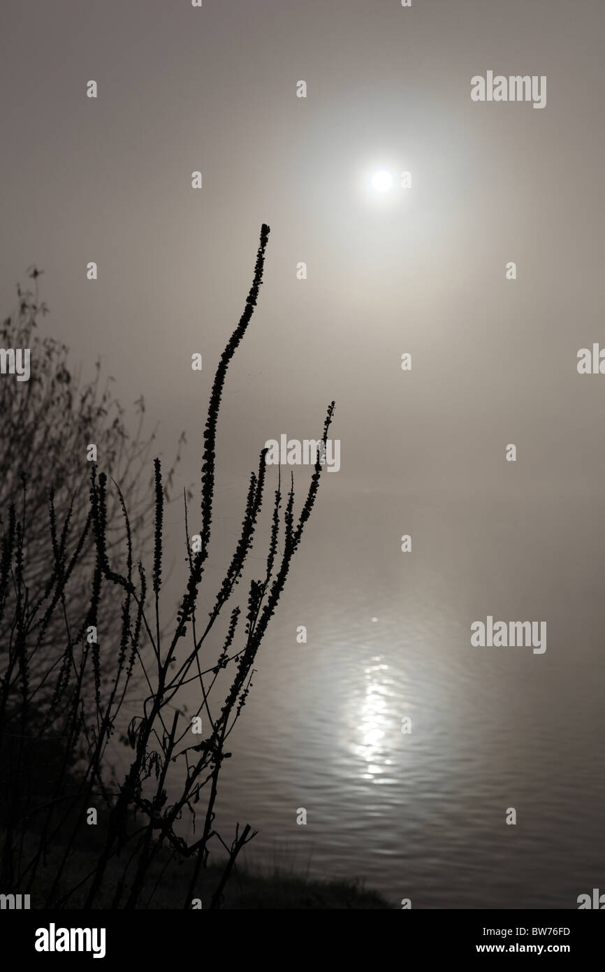 Silhouetted waterside plants with a backdrop the sun reflecting on a misty lake  dying Stock Photo