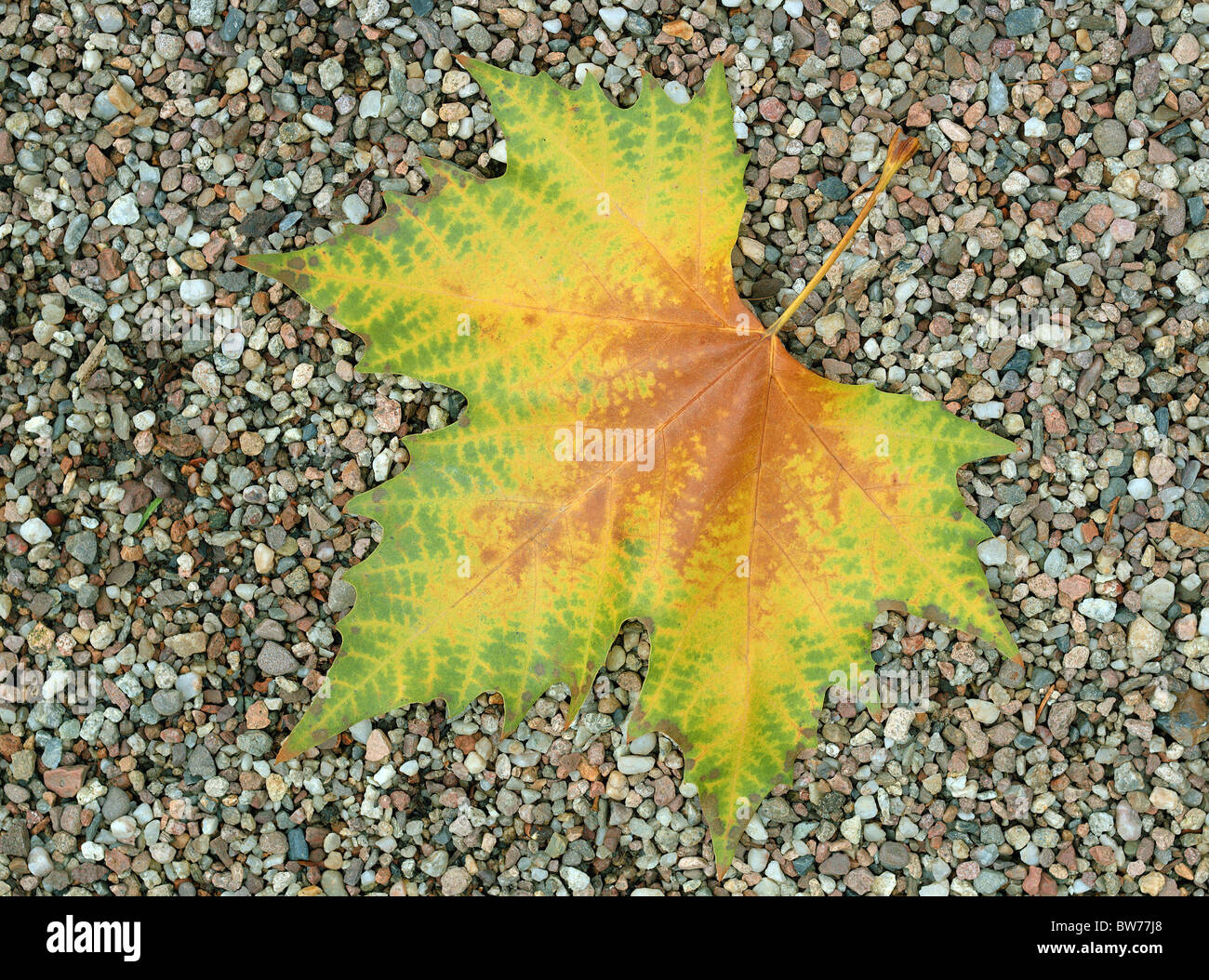 Plane tree autumn leaf on the grits Platanus acerifolia Stock Photo