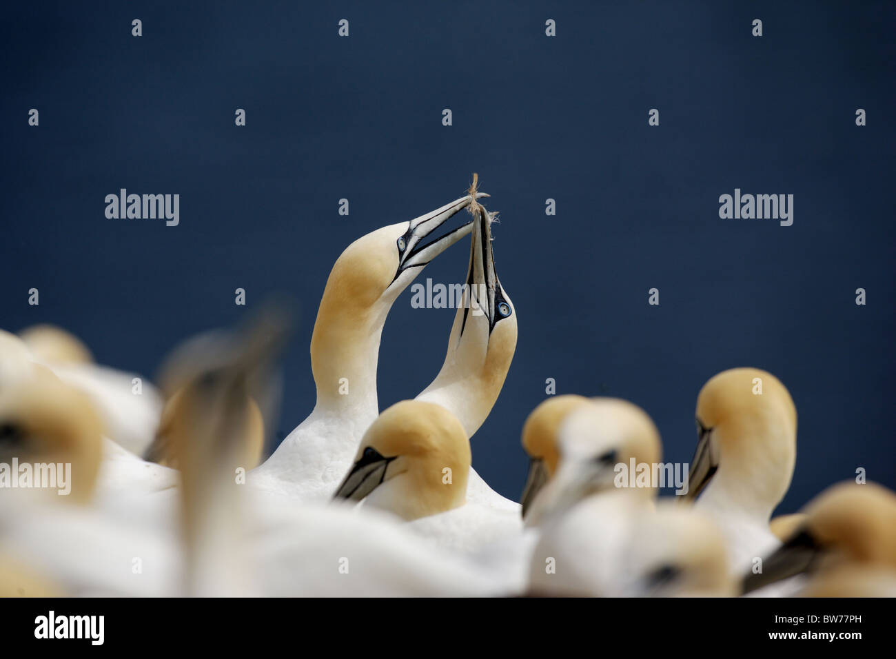 Gannets on Bass Rock Stock Photo