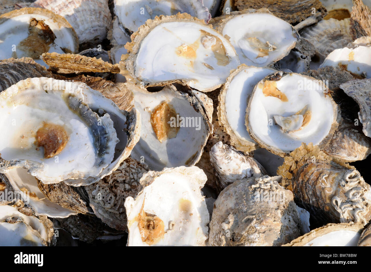 Oyster pile hires stock photography and images Alamy