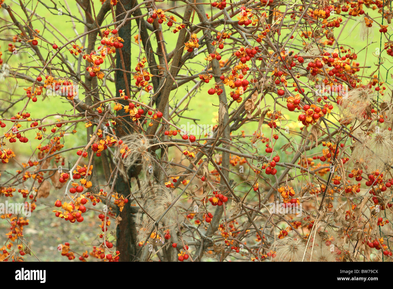 Oriental bittersweet hires stock photography and images Alamy