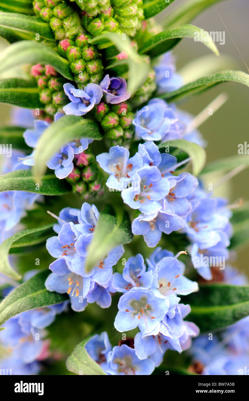 Echium x Scilloniense little Blue Flowers Stock Photo