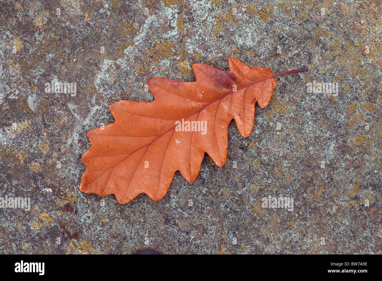 Brown sessile oak autumn leaf on the stone Quercus petraea Stock Photo