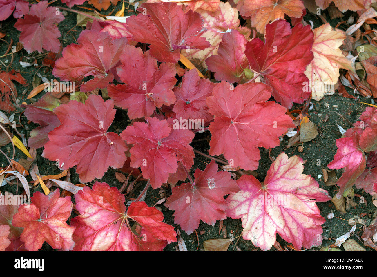 Heuchera red autumn leaves foliage Stock Photo