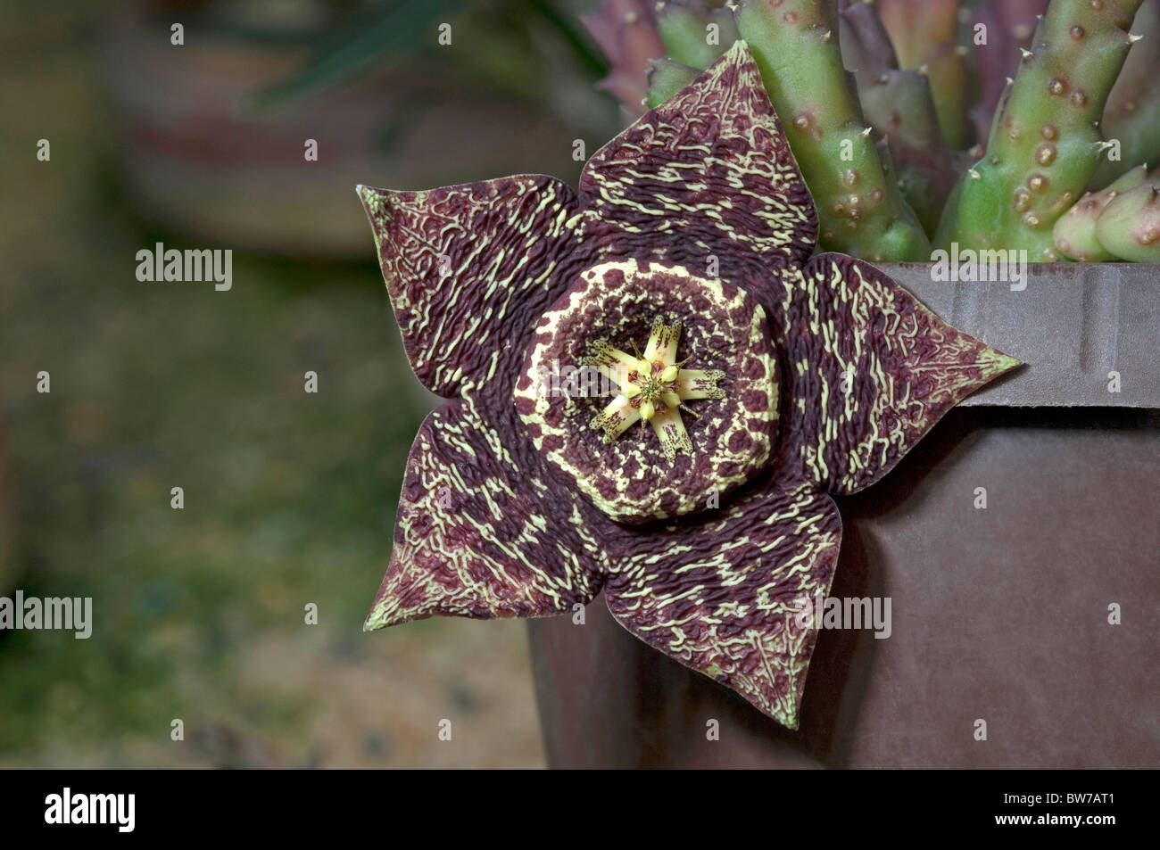 Carrion Flower, Starfish Flower (Stapelia variegata, Orbea variegata ). Carrion smell attract flies, which polinate flowers. Stock Photo