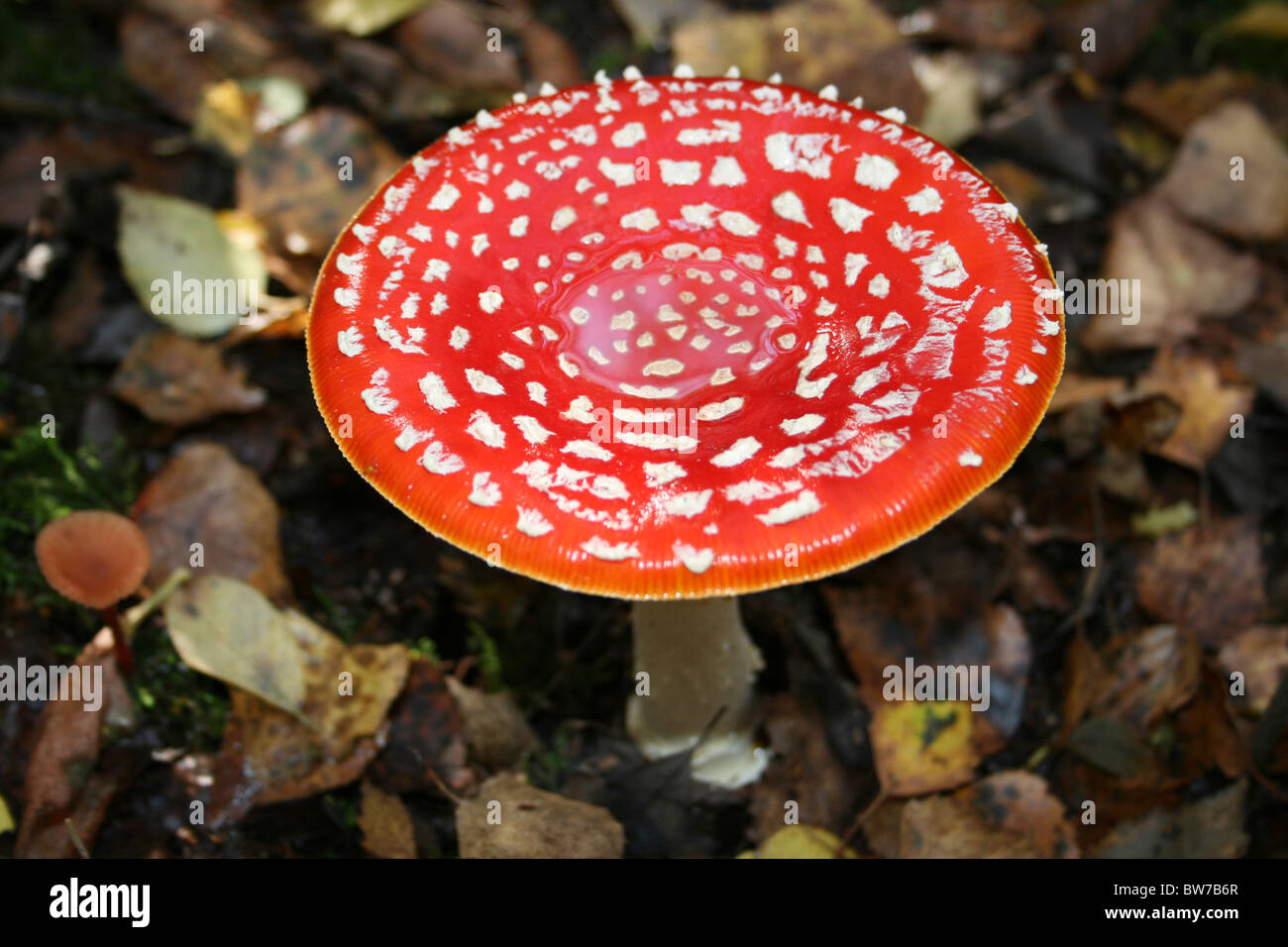 Fly Agaric Amanita muscaria Taken At Willingham Woods, Lincolnshire, UK Stock Photo
