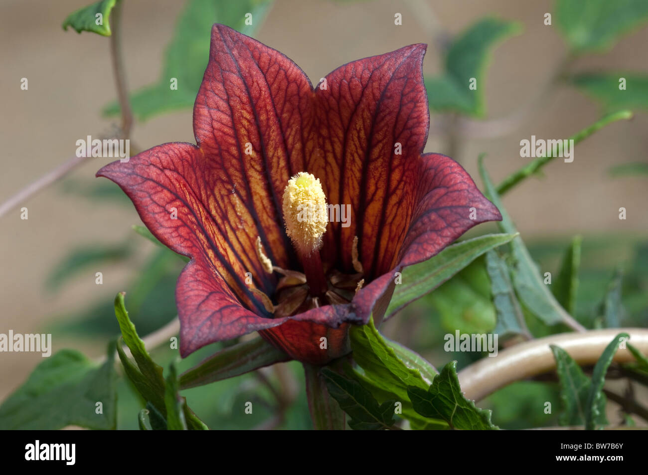 Canarian Bell Flower (Canarina canariensis), flower. Stock Photo